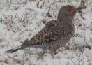 flicker in the snow